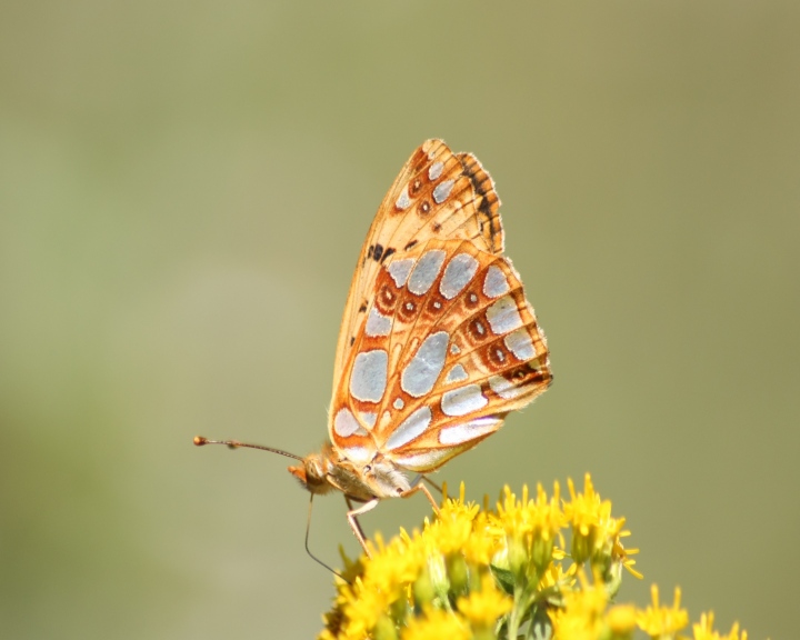 Ninfalidi nel parco del ticino